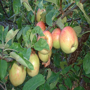 نهال سیب گالا