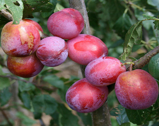 نهال آلو خاکی (خونی)-مسترنهال