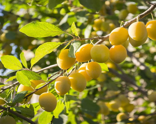 نهال-آلو-زرد-گوگان-مسترنهال